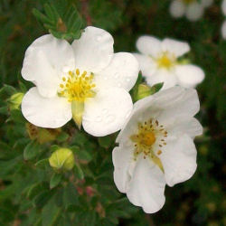 Potentilla fruticosa alba